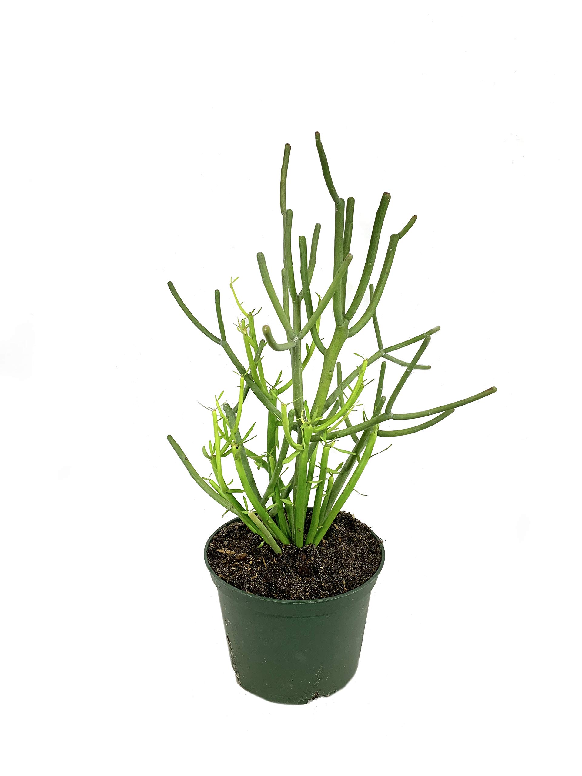 <p>Euphorbia</p>
