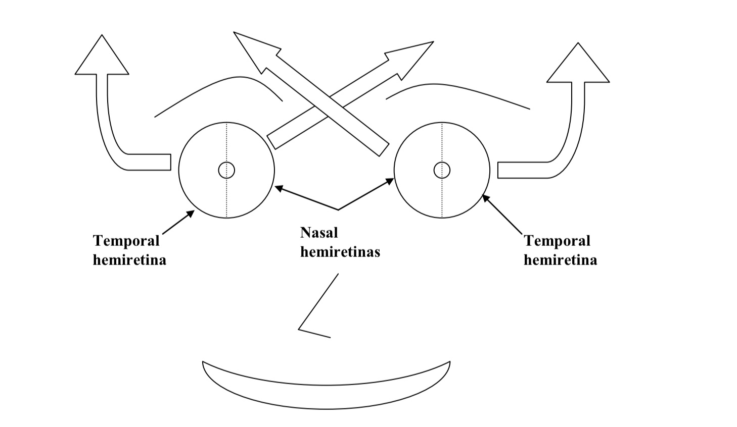 <ol><li><p>Retinas are vertically divided in half through the fovea</p></li><li><p>The 2 halves of the retina have different patterns of projections </p><ol><li><p><strong><u>Nasal Hemiretinas: </u></strong>project to the opposite side of the brain (contralateral projections)</p></li><li><p><strong><u>Temporal Hemiretinas: </u></strong>project to the same side of the brain (ipsilateral projections)</p></li></ol></li></ol><p></p>