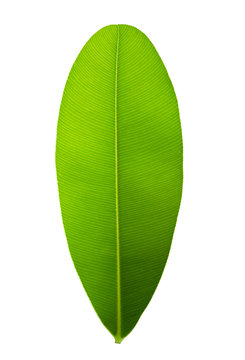 <p>parallel veins grow perpendicularly from the bottom to the end of the leaflet from a conspicuous midvein in the middle of the lamina</p>