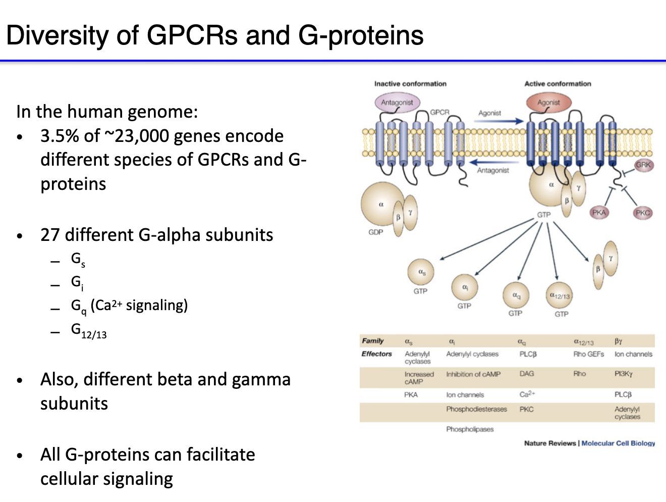 <ul><li><p>Human genome ~23,000 genes → ~3.5% related to GPCR pathways.</p></li></ul><ul><li><p>GPCR inactive when unbound or bound to antagonist.</p></li><li><p>Agonist binding → activates G protein complex (GTP binds α-subunit).</p></li><li><p><strong>27 Gα subunits</strong>, including:</p><ul><li><p><strong>Gs</strong> → stimulatory → activates adenylyl cyclase → ↑cAMP (second messenger)</p></li><li><p><strong>Gi</strong> → inhibitory → inhibits adenylyl cyclase → ↓cAMP</p></li><li><p><strong>Gq</strong> → involved in calcium signaling</p></li><li><p><strong>G12/13 </strong>(not important for this course)</p></li></ul></li><li><p><strong>Beta &amp; gamma subunits:</strong> mostly regulatory; sometimes directly modulate channels.</p></li><li><p>All G-protein can facilitate cellular signaling.</p></li></ul><p></p>