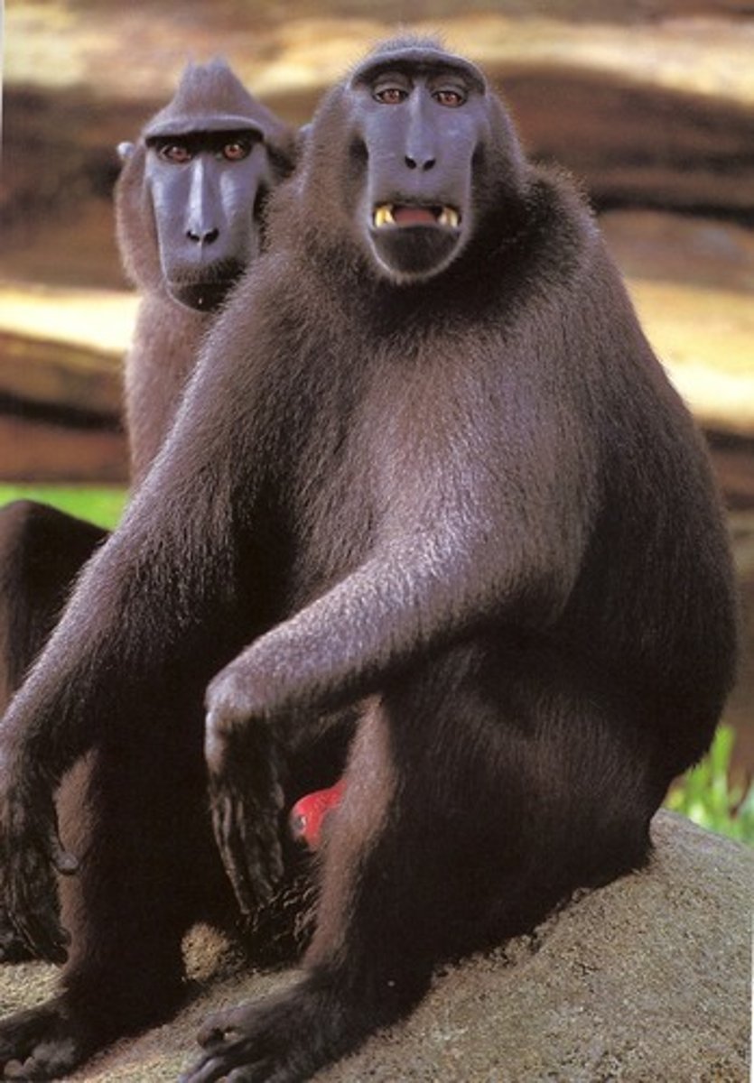 <p>Celebes crested macaque</p>