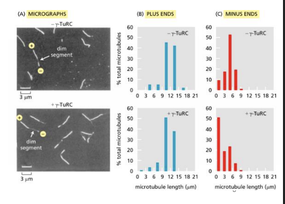 <p>To determine whether γ-TuRC nucleates microtubules at plus ends or at minus ends, microtubules were polymerized in two steps. In the first step, microtubules nucleated with or without γ-TuRC were allowed to form in the presence of a low proportion of rhodamine-labeled αβ-tubulin, which makes the microtubules fluoresce dimly. </p><p></p><p> In the second step, these microtubules were allowed to extend at both ends in the presence of a higher proportion of rhodamine-tagged tubulin to label the ends brightly. The longer bright segment extending from a dim segment identifies the plus end, and the shorter segment, the minus end (see the figure Part A). Measurements of the lengths of numerous bright segments in individual microtubules that also contained a dim segment yielded the data in Parts B and C.</p><p></p><p>To determine whether γ-TuRC nucleates microtubules at plus ends or at minus ends, microtubules were polymerized in two steps. What do these data tell you about how γ-TuRC nucleates microtubules?</p><p></p><p>A) Gamma-TuRC nucleates at the minus end; plusend lengths do not change, minus-end lengths are shorter.</p><p>B) Gamma-TuRC nucleates at the minus end; plus-end lengths increase, minus-end lengths decrease.</p><p>C) Gamma-TuRC nucleates at the minus end; plus-end lengths do not change, minus-end lengths are longer.</p><p>D) Gamma-TuRC nucleates at the minus end; plus-end lengths increase, minus-end lengths remain the same.</p>