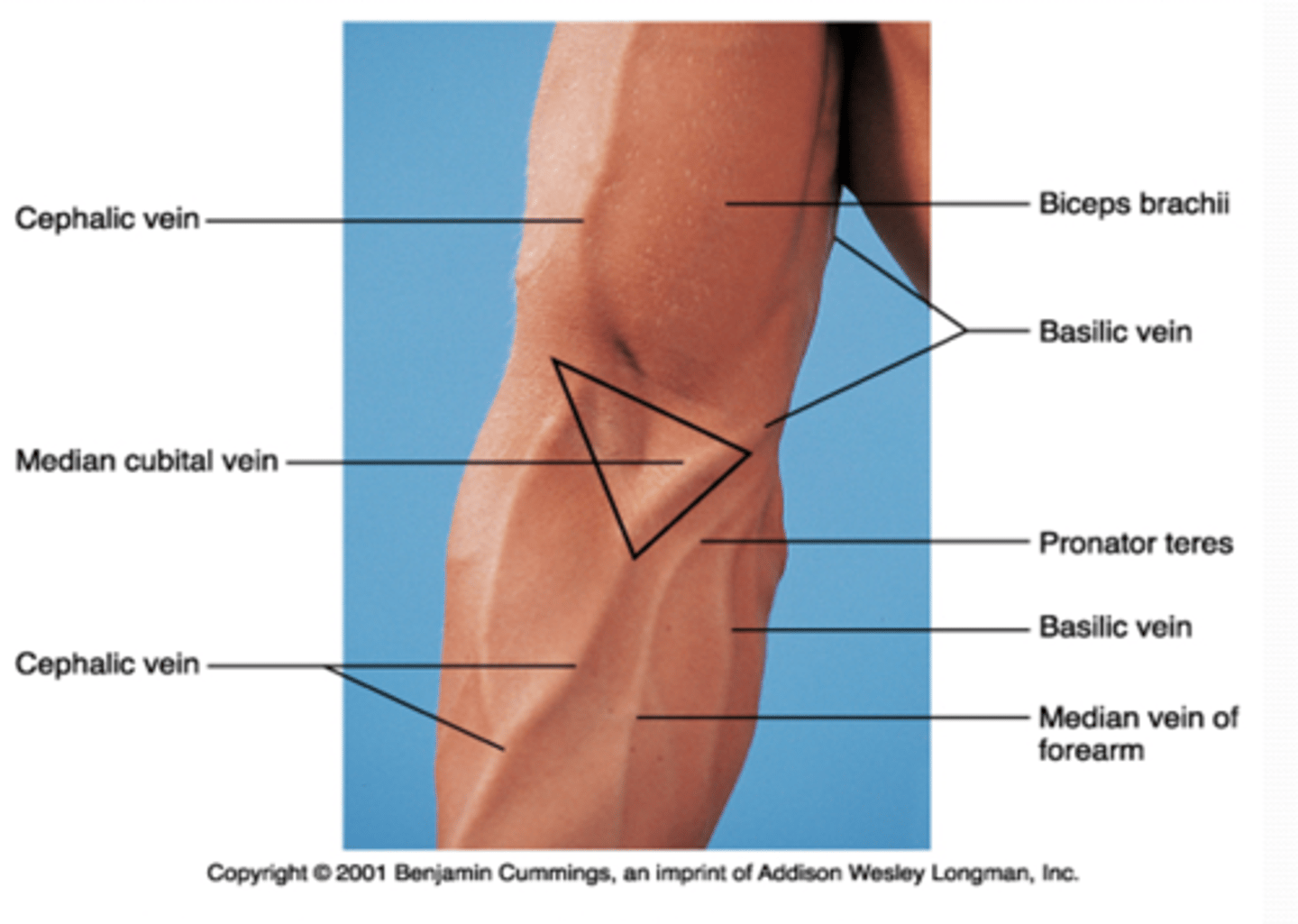 <p>bicipital aponeurosis</p>