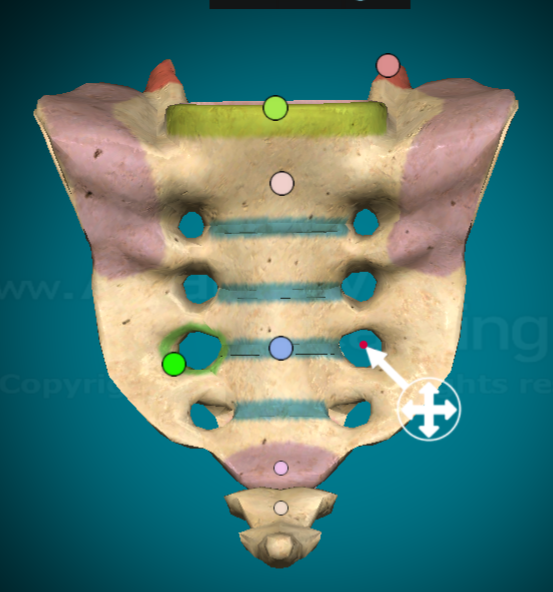 <p>the 4 pairs of bilateral holes when looking at the sacrum from the front</p><p></p>