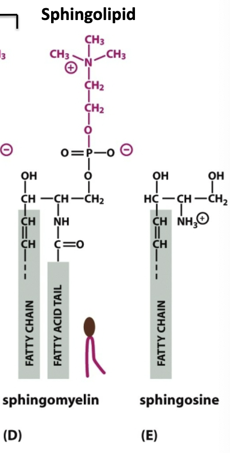 <p>Linker molecule <strong>sphinoglycine</strong> + had its own fatty acid chain (just add 1 more fatty acid with an AMIDE LINKAGE)</p>