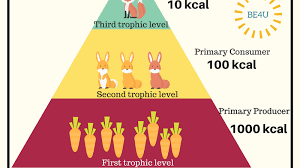 <p>Only 10% of the energy in 1 trophic level is transferred into the next trophic level. </p>