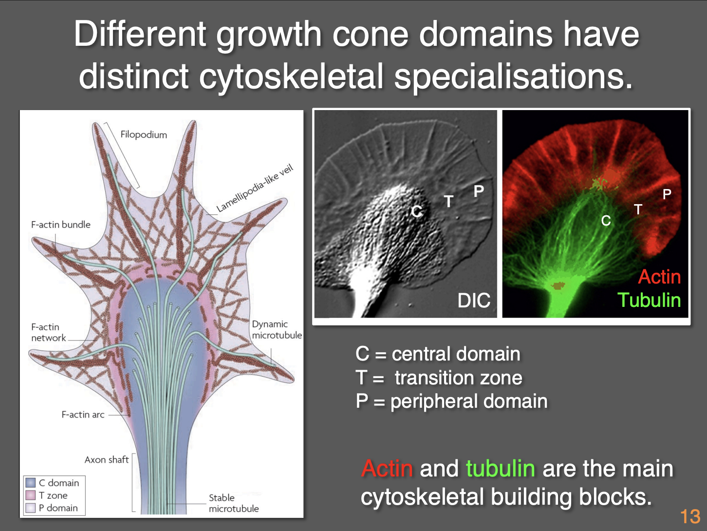 <ol><li><p><strong>Central domain</strong> (contains organelles)→where axons terminates</p></li><li><p><strong>Transition zone</strong> (abuts the central)→ shows characteristic membrane ruffling activities</p></li><li><p><strong>Peripheral domain</strong> (distal extent of the transition zone)→ consist of filo and lamellipodia</p></li></ol><p></p>