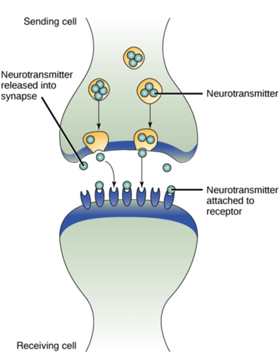 <p>(A) Paracrine Signaling</p><p>Pre-synaptic neurons communicating with Post-synaptic Neurons across the Synapse is an example of Paracrine Signaling in which a cell sends out a signal to nearby cells.</p>