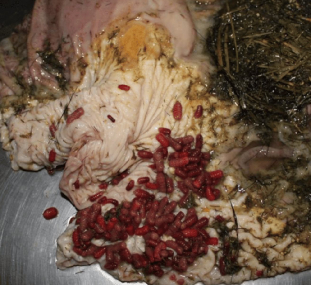 <p>¿diagnóstica morfológica y etiológica?</p>