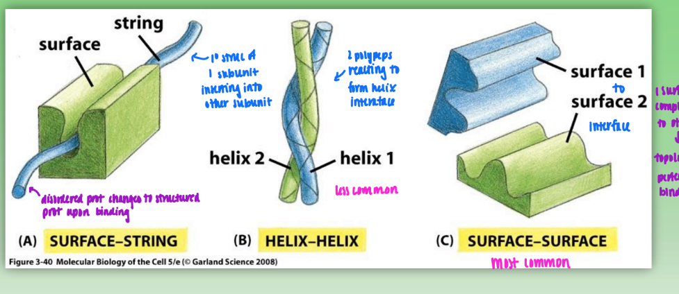<ol><li><p>surface-string</p><ol><li><p>primary struc of 1 subunit inserts self into another subunit</p></li></ol></li><li><p>helix-helix</p><ol><li><p>2 polypeps react to form helical interface</p></li></ol></li><li><p>surface-surface</p><ol><li><p>1 surface complementary to other = topology allows perfect fit/binding of interfaces</p></li><li><p>most common</p></li></ol></li></ol><p></p>
