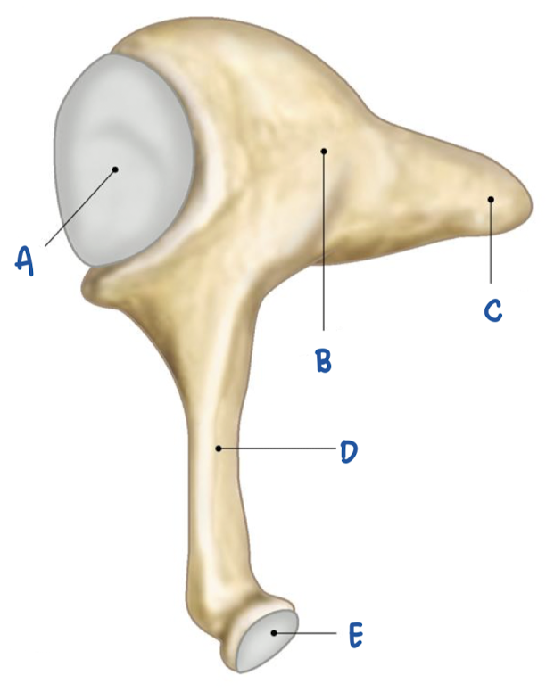 <p>What part of the incus is labeled C?</p>