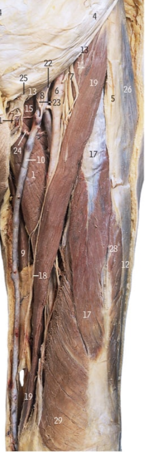 <p>11</p>