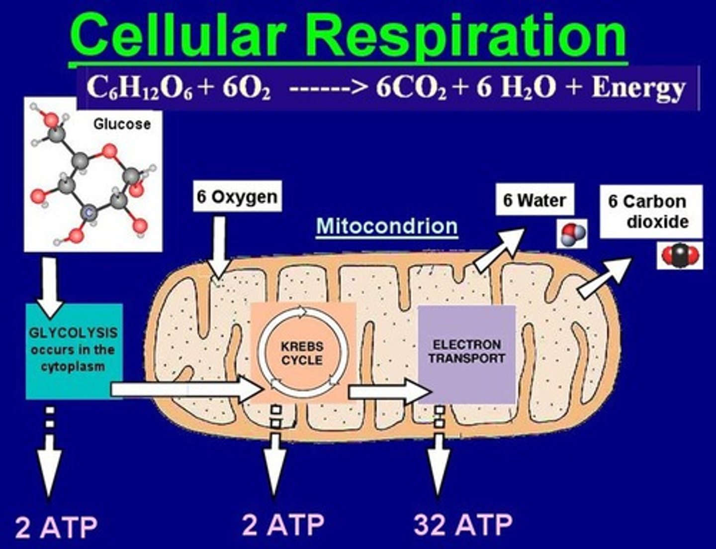 <p>Respiration involves glucose and oxygen being converted into energy, carbon dioxide, and water. The process generally follows these steps:<br><br>1. Oxygen is transported to cells.<br><br>2.Glucose is converted into energy within cells.<br><br>3.Carbon dioxide and water are produced as by-products and transported out of cells.</p>