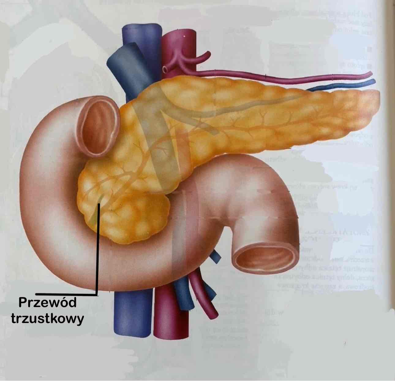 <p>Ductus pancreaticus</p><p>Łączy się z przewodem żółciowym wspólnym</p>