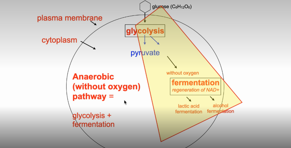<ol><li><p>Glycolysis (cytosome)</p></li><li><p>Fermentation/regeneration of NAD+ (cytoplasm)</p></li></ol><p></p>
