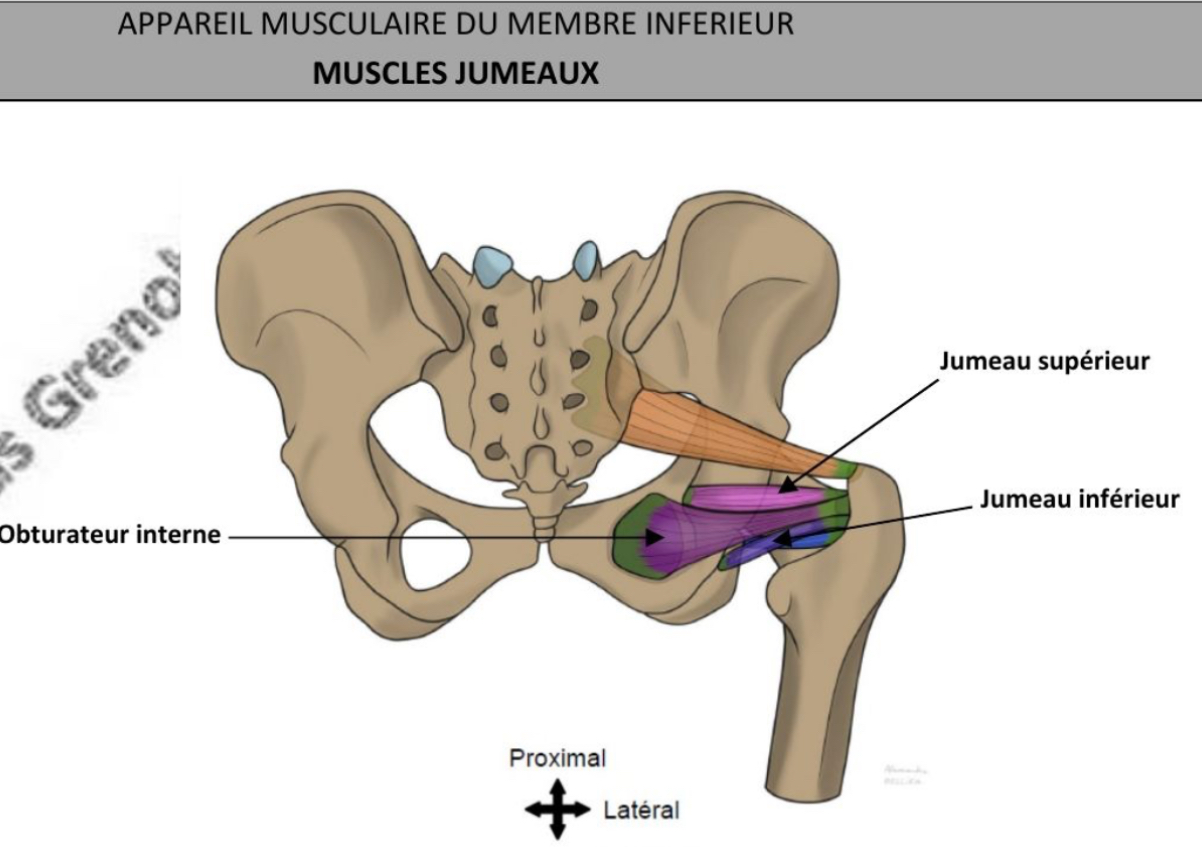 <ul><li><p>fusiforme, horizontal, parallèle au muscle obturateur interne </p></li><li><p>Rotateur latéral de hanche, adducteur de hanche </p></li><li><p>Branches issues du plexus sacral </p></li></ul><p></p>