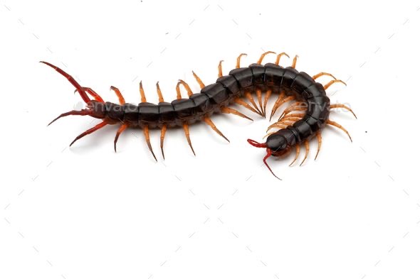 <p>Centipede</p>