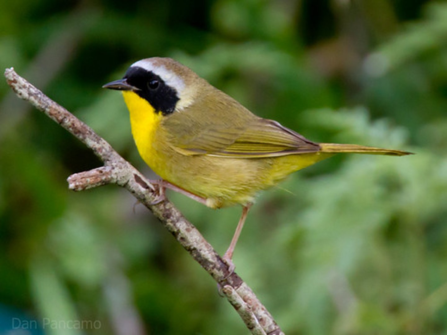 <p>Passeriformes</p><p>Black mask with white on the top of the mask, yellow breast</p>