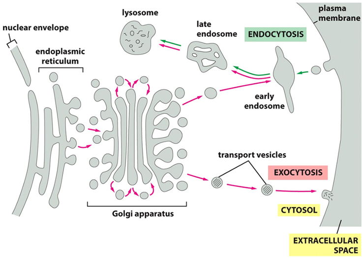 <p>•<strong>Endocytic pathway (move inside cell)</strong></p><p>•ECF molecules ingested in vesicles; delivered to early endosomes, then to lysosomes</p><p>Endocytosis: The Import Pathway <span data-name="inbox_tray" data-type="emoji">📥</span> "receiving" pathway, used to take in nutrients and other molecules from outside the cell.</p><ol><li><p><strong>Ingestion:</strong> The <strong>plasma membrane</strong> folds inward to form a vesicle, capturing molecules from the extracellular fluid.</p></li><li><p><strong>Sorting:</strong> This vesicle first fuses with an <strong>early endosome</strong>, which acts as a cellular sorting station.</p></li><li><p><strong>Degradation:</strong> From the endosome, the materials are typically transported to a <strong>lysosome</strong>. The lysosome contains powerful digestive enzymes that break down the contents for recycling.</p></li></ol><p>•<strong>Exocytic pathway</strong></p><p>•Proteins transported from ER to Golgi, then to either plasma membrane or lysosomes or released or secreted</p><p>Exocytosis: The Secretory Pathway <span data-name="package" data-type="emoji">📦</span></p><p>This is the "shipping out" pathway, used to secrete proteins and deliver new components to the plasma membrane.</p><ol><li><p><strong>Production:</strong> The journey begins in the <strong>endoplasmic reticulum (ER)</strong>, where proteins and lipids are synthesized.</p></li><li><p><strong>Sorting and Packaging:</strong> Vesicles carrying these materials bud off the ER and travel to the <strong>Golgi apparatus</strong>. Here, the molecules are further modified, sorted, and packaged.</p></li><li><p><strong>Export:</strong> <strong>Transport vesicles</strong> pinch off from the Golgi, travel to the cell surface, and fuse with the <strong>plasma membrane</strong>, releasing their contents into the extracellular space.</p></li></ol><p></p>
