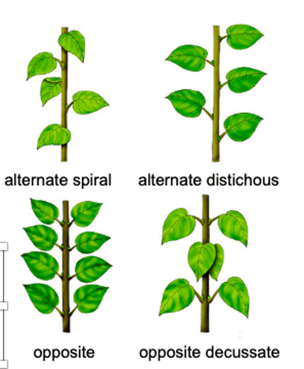 <p>refers to the arrangement of leaves on the stem, but viewed from the top of the stem, looking down</p><p>------------------</p><p>if you look down the tip of a shoot, you can see how the leaves are arranged around the stem</p>