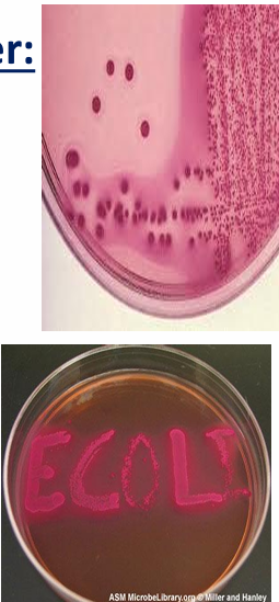 <p>What are some general characteristics of E. coli?</p>