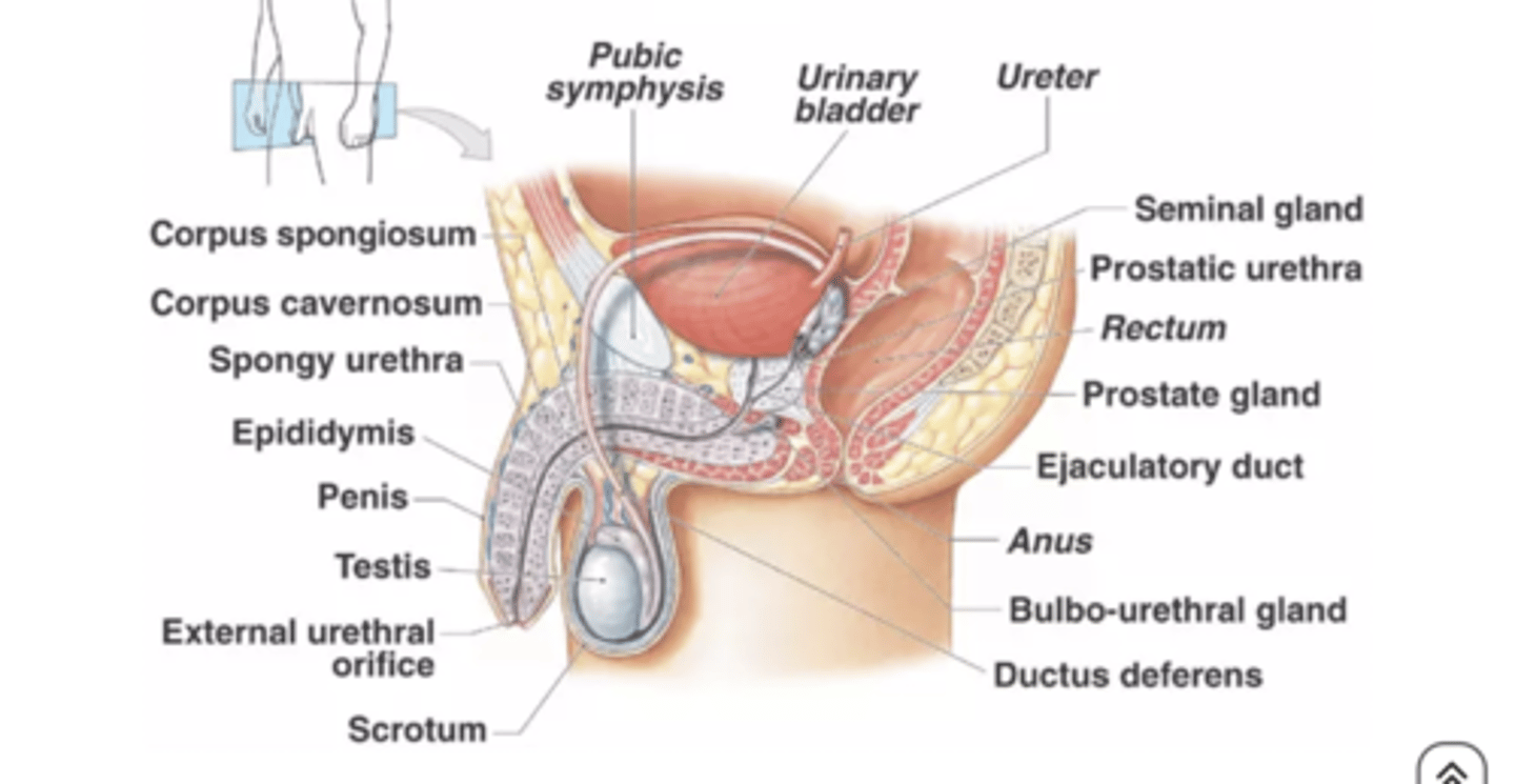 <p>contribute to the final volume of semen by producing a lubricating mucus secretion containing glycoproteins</p>