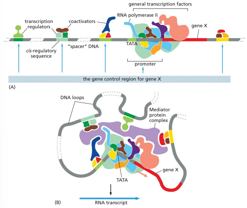 <p>bind directly to transcriptional machinery or the mediator and attract them to promoters (like prokaryotic activators)</p>