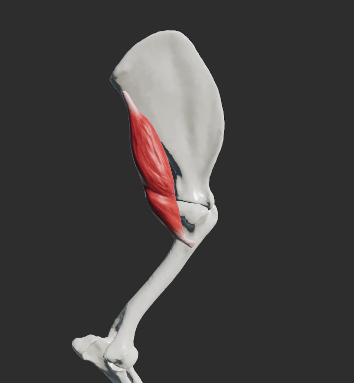 <p>odstup: angulus caudalis scapulae, margo caudalis scapulae, musculus subscapularis</p><p>úpon: tuberositas teres major humeri </p><p>fce: flexe a addukce v articulatio humeri</p><p></p>
