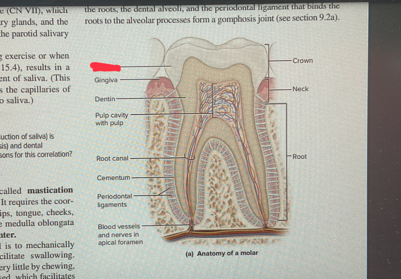 knowt flashcard image