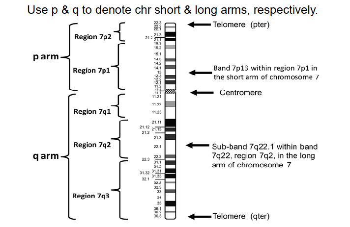 <p>designation of chromosome arms</p>