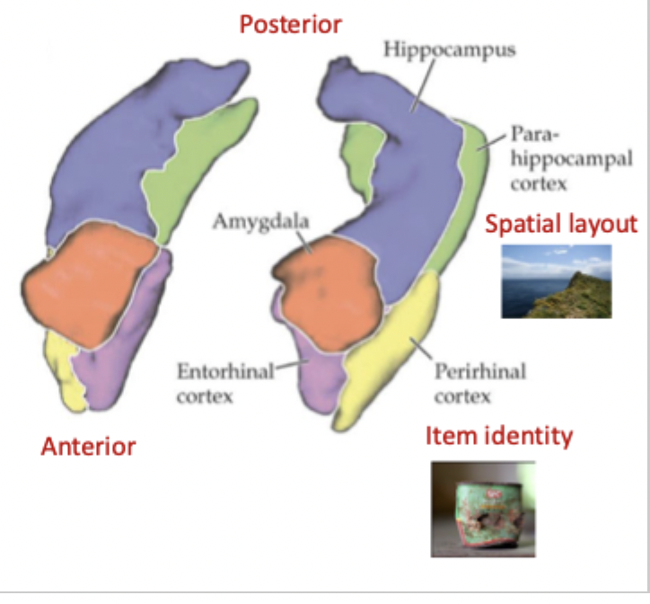 <p>greater input from the amygdala and perirhinal cortex: emotional memories, item familiarity/ salience</p>