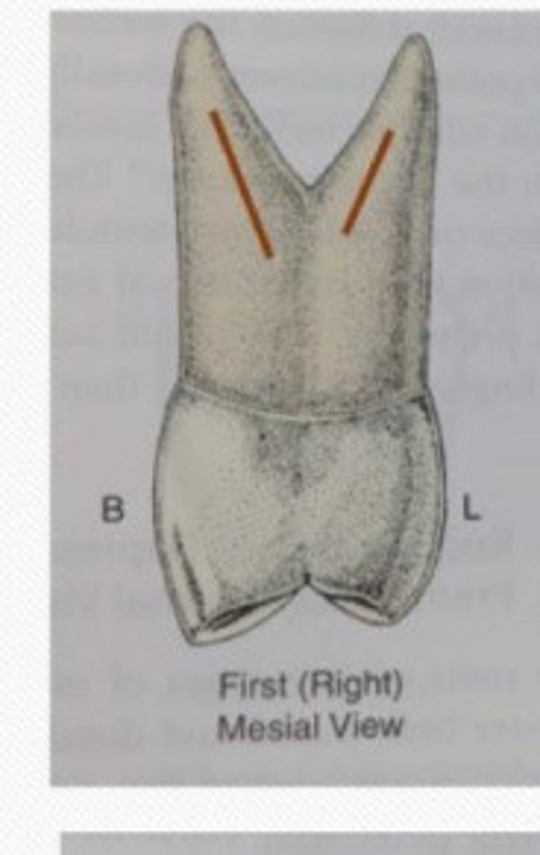 <p>The maxillary first premolars has __ divided roots, bifurcation with buccal & lingual branching from a common trunk.</p>