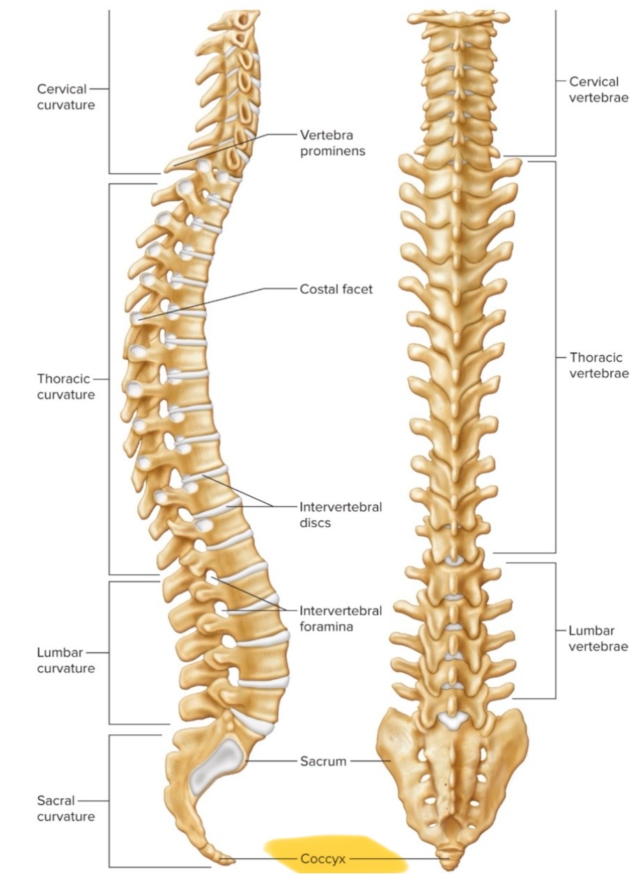 <p>AKA tailbone. Usually consists of 4 fused vertebrae that typically fuse between ages 25 and 30.</p>