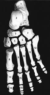<p>Name all <strong>7</strong> bones of the foot and ankle</p>