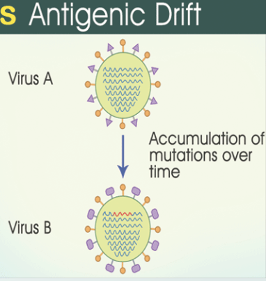 <p>Antigenic drift</p>