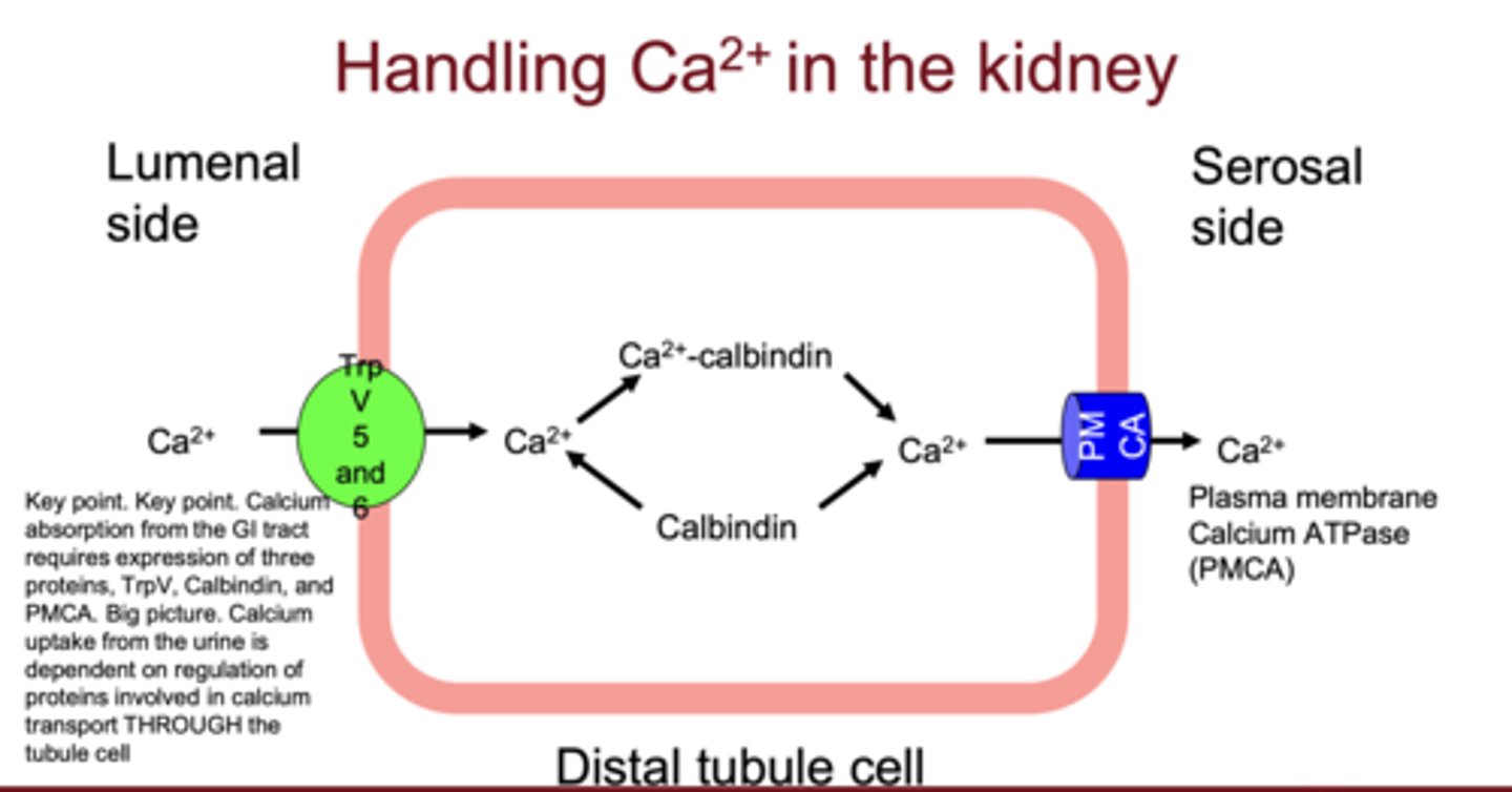<p>TRPV channels (5 and 6), Calbindin, and PMCA (plasma membrane calcium ATPase)</p>