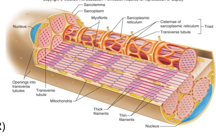 <p>Skeletal Muscle Fibers Characteristics</p>