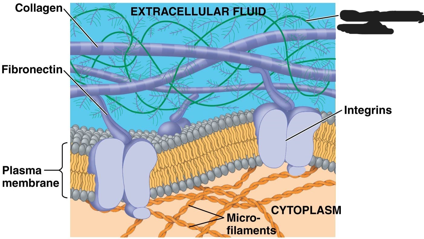 <p>4 extracellular matrix (ECM)</p>