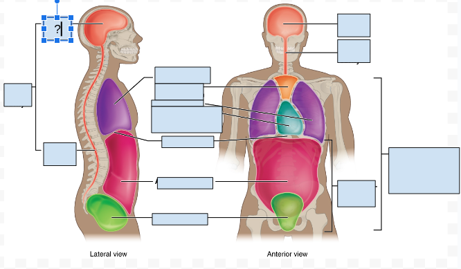 <p>What body cavity is covered by the question Mark?</p>