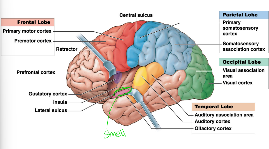<p>Step 3: Divergence to multiple brain areas (3rd-order neurons) </p><p>The olfactory tract splits and projects to several targets:</p><p> <strong>Olfactory cortex (medial temporal lobe)</strong> </p><ul><li><p>Conscious perception of smell</p></li><li><p>Identification and discrimination of odors</p></li></ul><p></p>