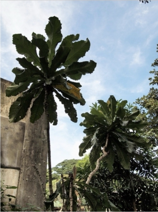<p>Lubi-lubi</p>