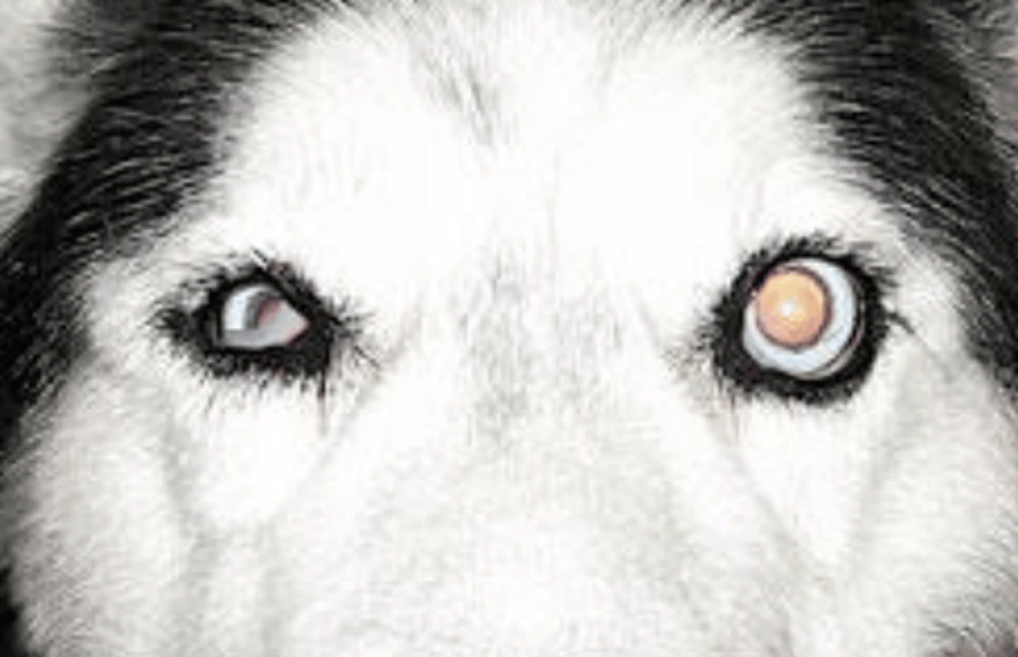 <p>- Ptosis (drooping eye)</p><p>- Elevated nicitans</p><p>- Enophthalmos (sunken eye)</p><p>- Miosis (contracted pupil)</p><p>- Cutaneous vasodilation</p>