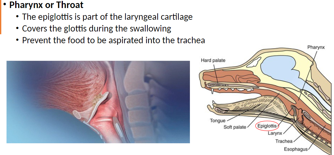 <p><strong>Epiglottis</strong>: Part of the laryngeal cartilage<br> Covers the glottis (opening of the trachea) during swallowing<br> Prevents food and liquids from being aspirated (inhaled into the lungs) into the trachea</p>