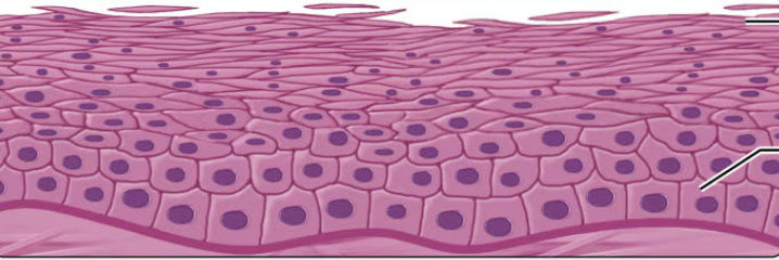 <p>what type of epithelium is this?</p>