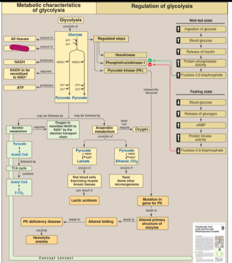 <p>Where in the cell does glycolysis occur?</p>