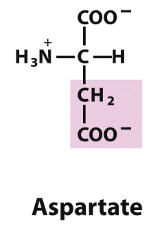 <p>Which amino acid is this (from slides)?</p>