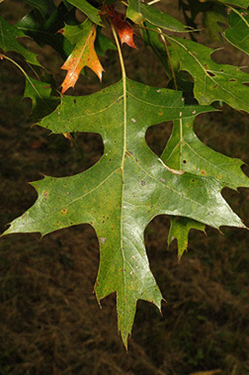 <p>ID Key: 5 bristle-tipped lobes, orange fissures in bark</p>