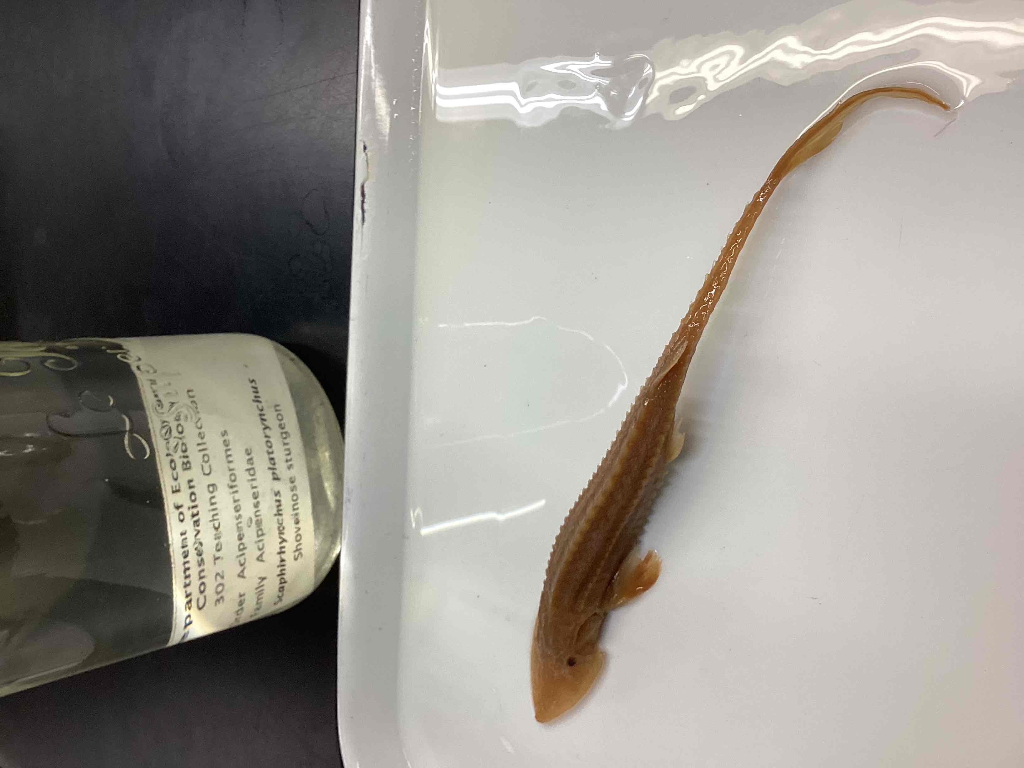 <p>Shovelnose sturgeon</p>