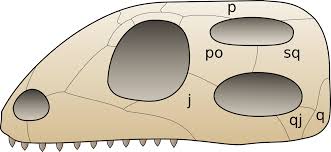 <p><span>Which vertebrate skull structure is represented in this figure?</span></p><p><span>a) diapsid</span></p><p><span>b) synapsid</span></p><p><span>c) canapsid</span></p><p><span>d) euryapsid</span></p>