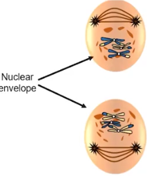 <p>Prophase II</p>